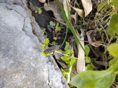 Physomerus