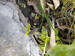 Physomerus