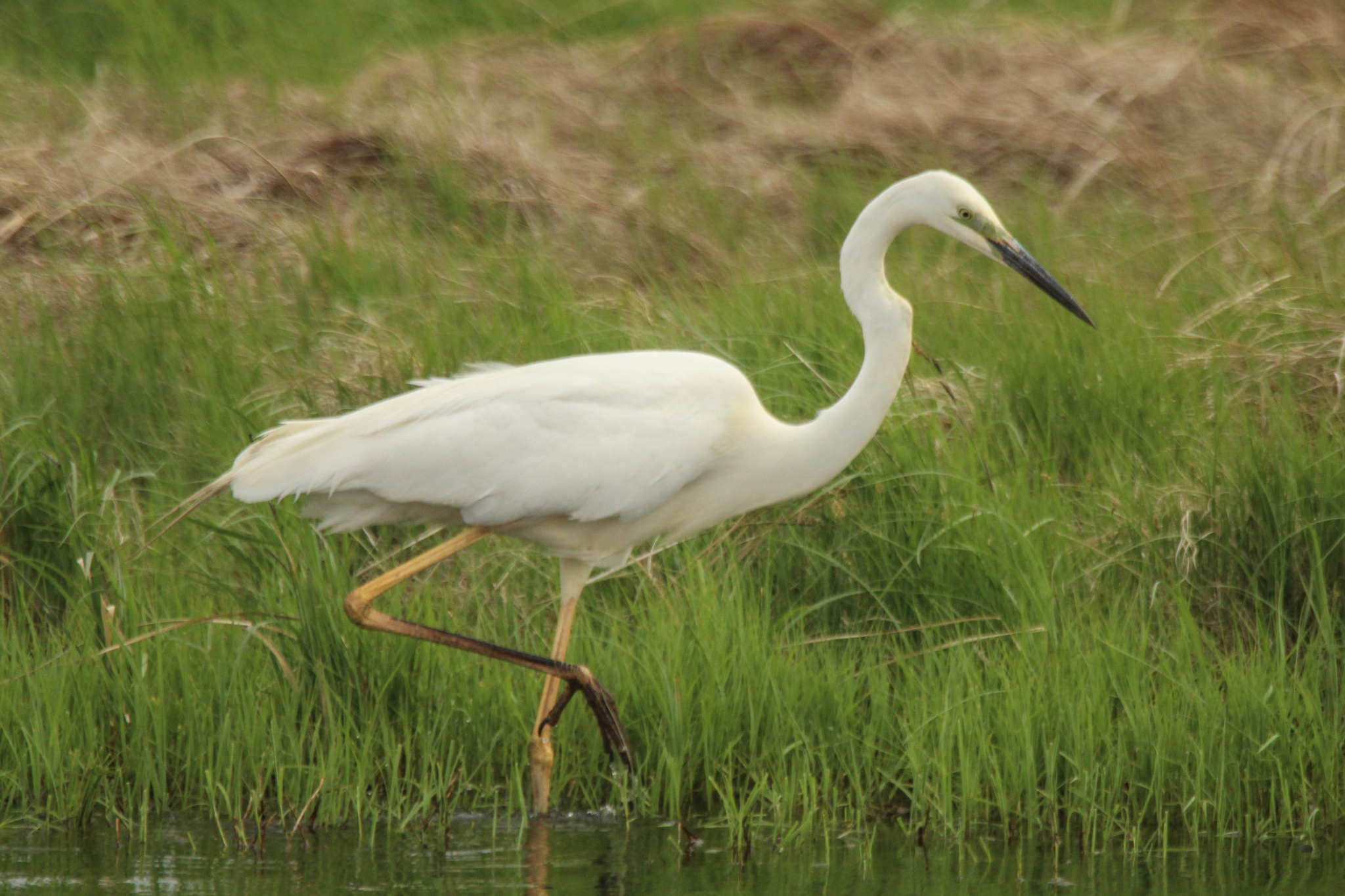 Great Egret
