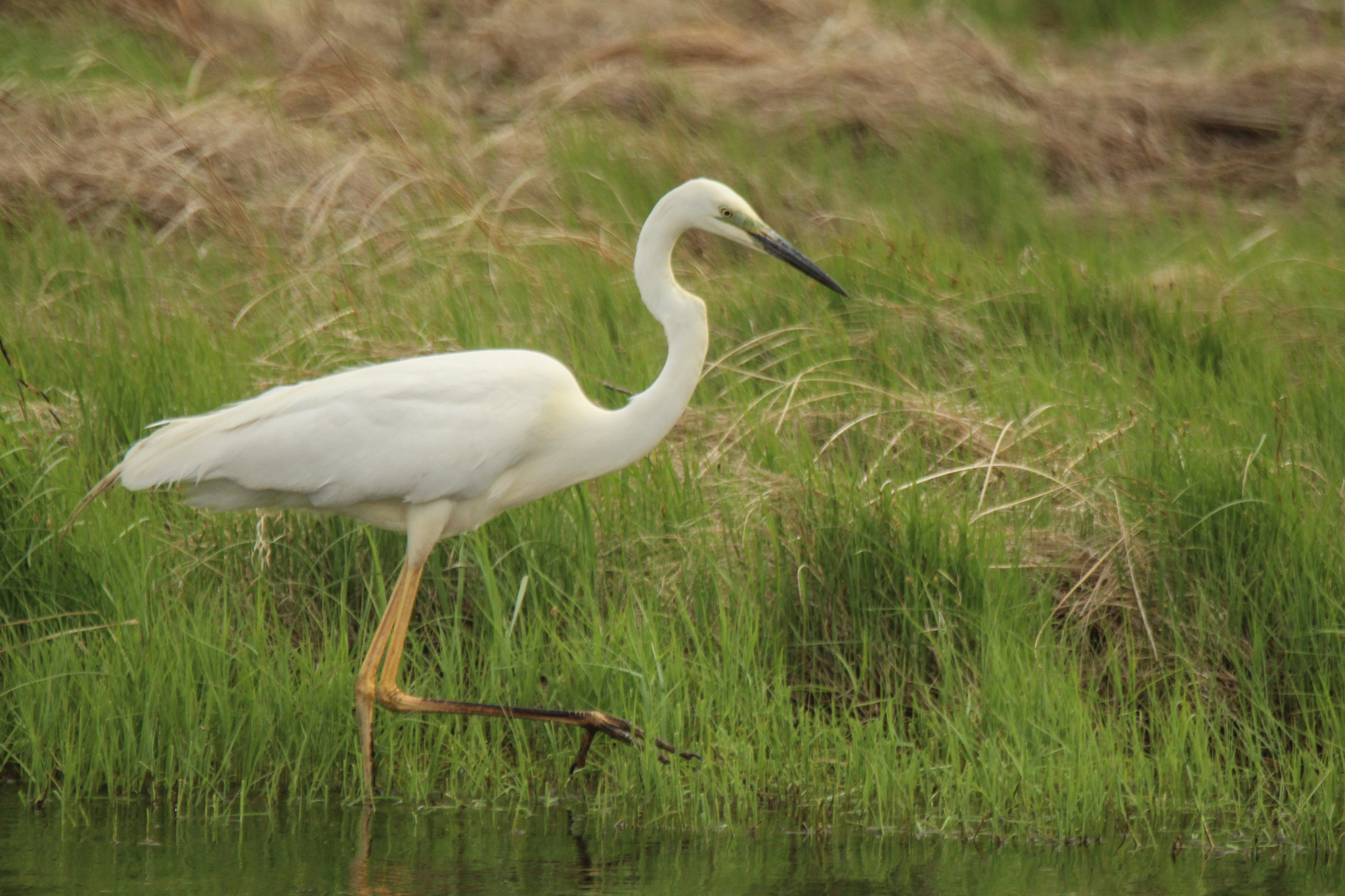 Great Egret