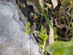 Physomerus