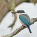 Sacred Kingfisher - Photo (c) Jacqui Geux, some rights reserved (CC BY), uploaded by Jacqui Geux