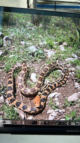 Middle American Gopher Snake