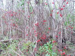 Smilax walteri