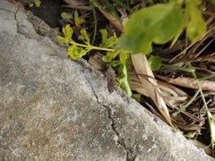Physomerus