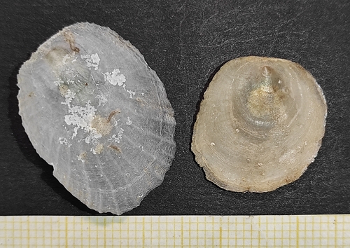 Pododesmus patelliformis