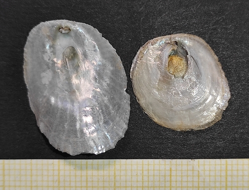 Pododesmus patelliformis