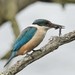 New Zealand Kingfisher - Photo (c) Jacqui Geux, some rights reserved (CC BY), uploaded by Jacqui Geux