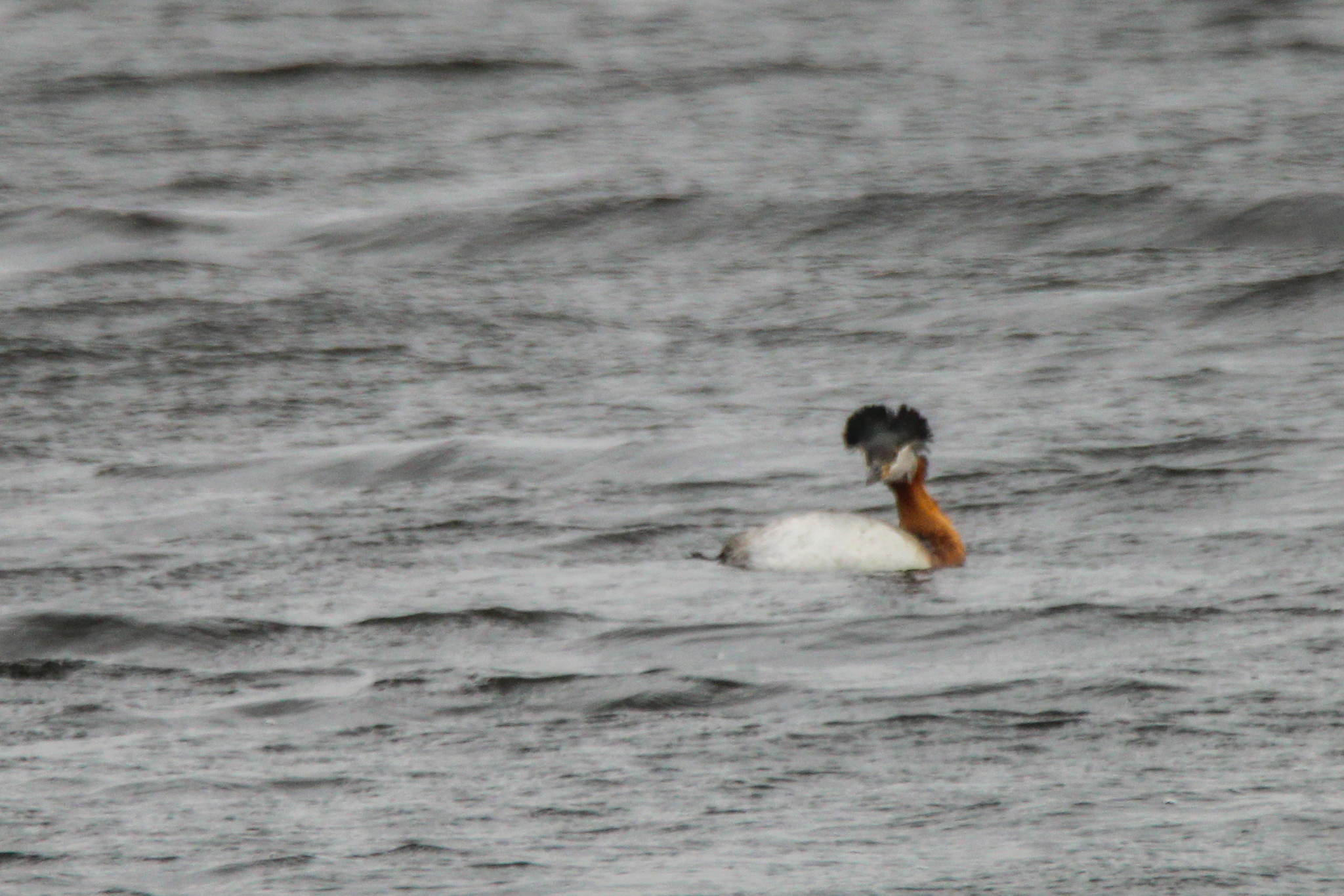 Red-necked Grebe