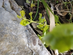 Physomerus