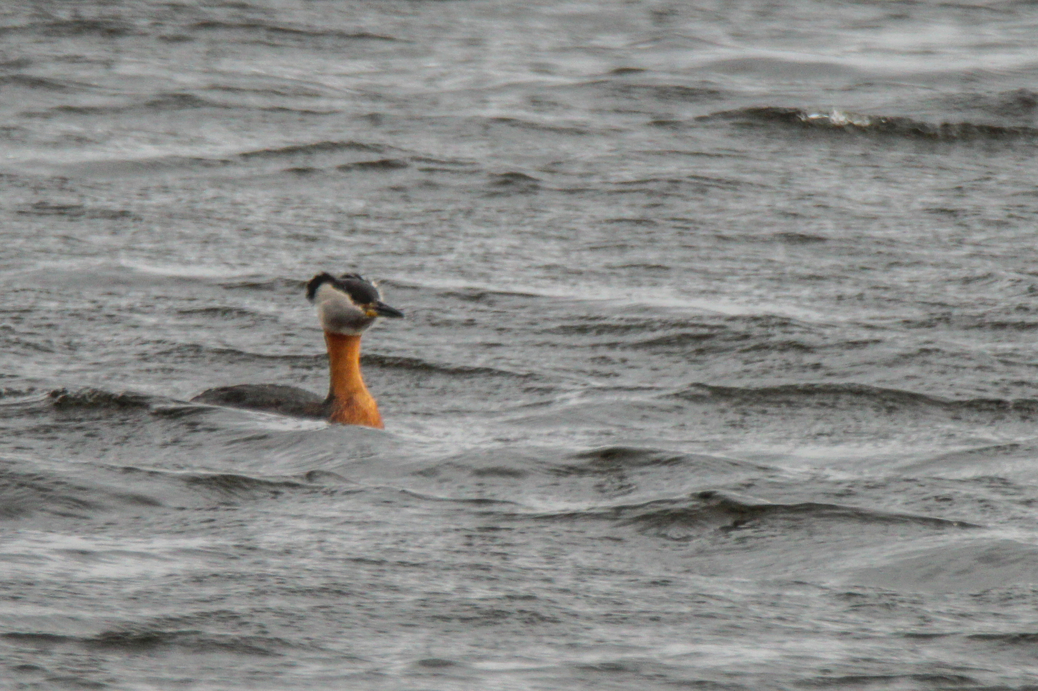 Red-necked Grebe