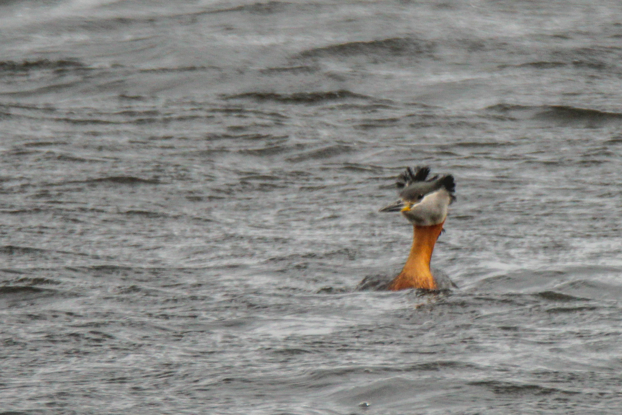 Red-necked Grebe