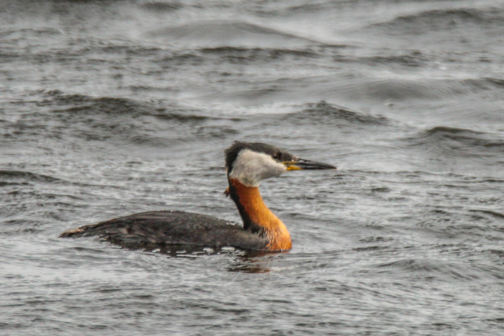 Red-necked Grebe