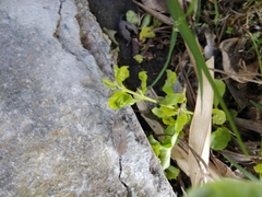 Physomerus