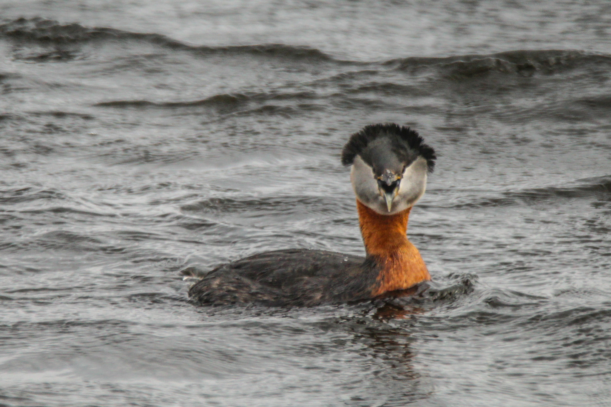 Red-necked Grebe