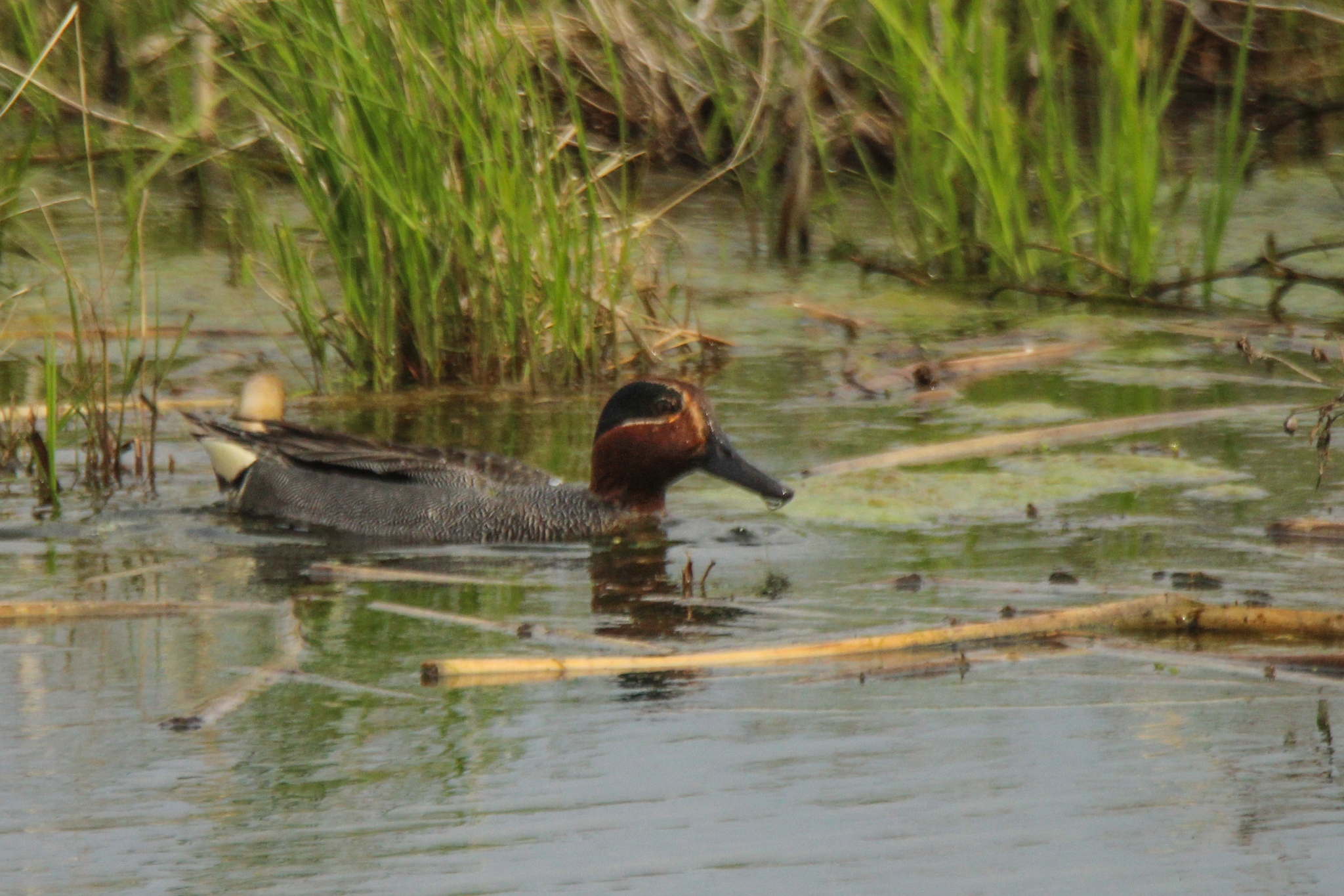 Green-winged Teal