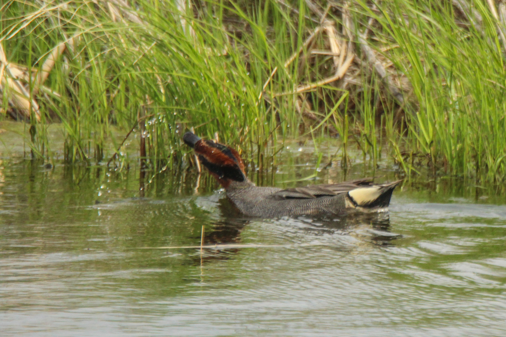 Green-winged Teal