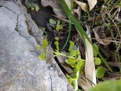 Physomerus