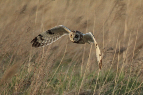 Sumpfohreule (Asio flammeus)