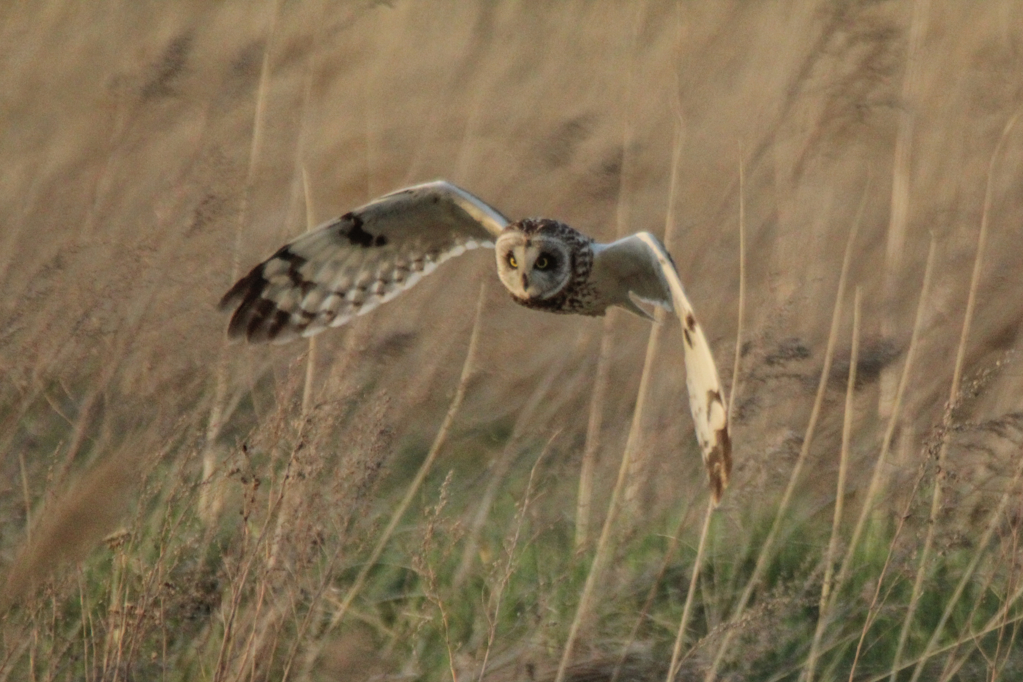 Short-eared Owl (Asio flammeus)