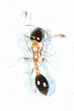 Flower Ant