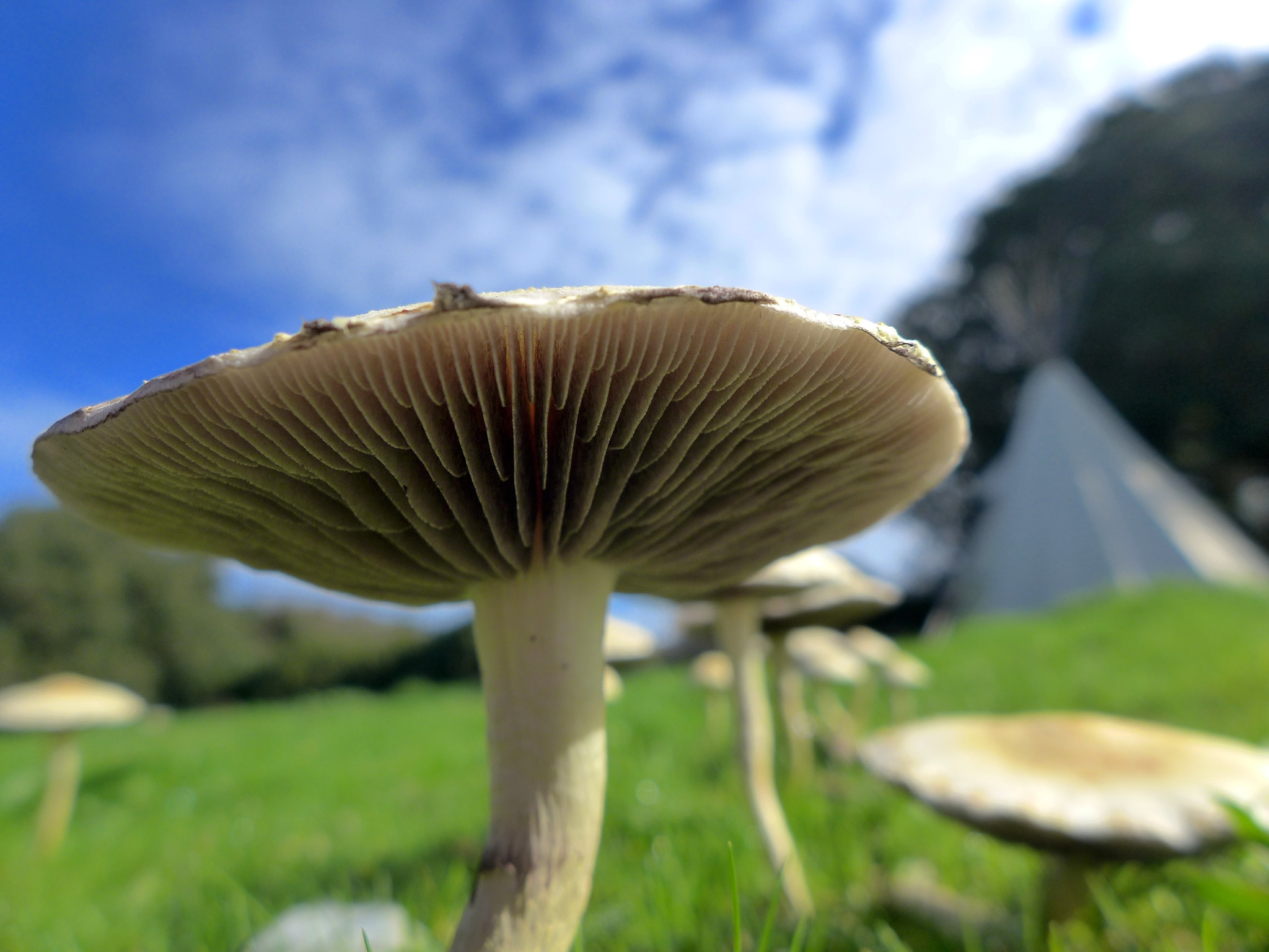 Leratiomyces percevalii image