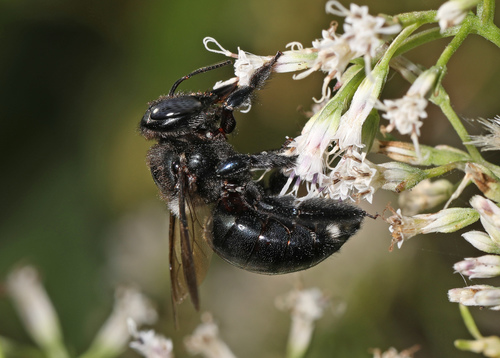 Southern carpenter bee