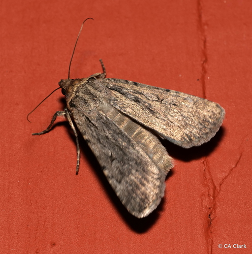 iNaturalist observation photo of Noctuini