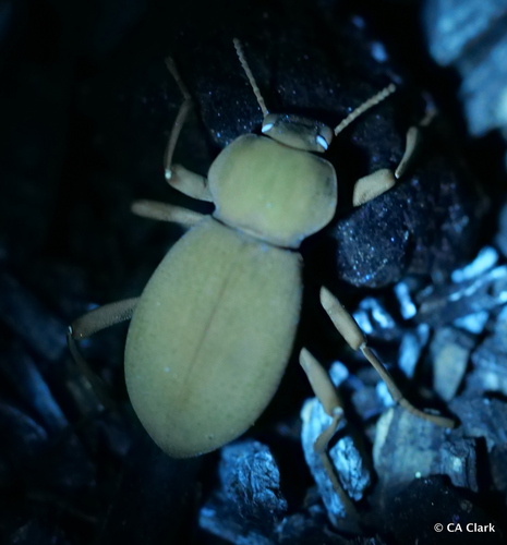 iNaturalist observation photo of California Broad-necked Darkling Beetle