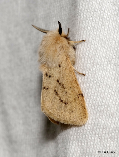 iNaturalist observation photo of Wandering Tiger Moth