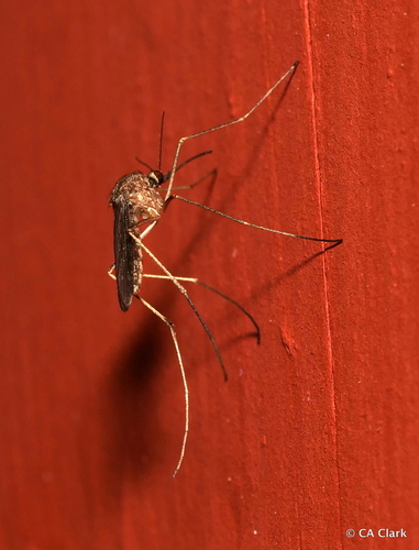 iNaturalist observation photo of Winter Marsh Mosquito