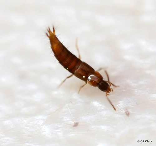 iNaturalist observation photo of Heterothops