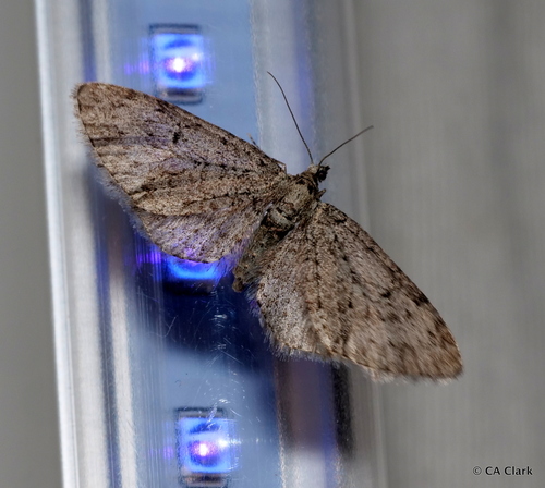 iNaturalist observation photo of Pug Moths