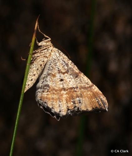 iNaturalist observation photo of Butterflies and Moths
