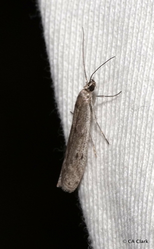 iNaturalist observation photo of Phycitini