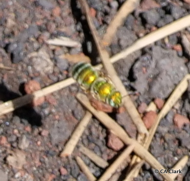 iNaturalist observation photo of Agapostemon
