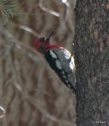 iNaturalist observation photo of Red-breasted Sapsucker