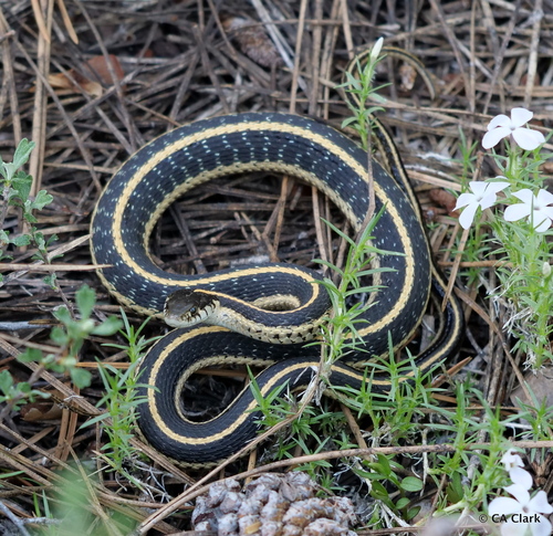 iNaturalist observation photo of Mountain Garter Snake