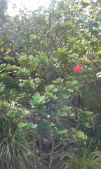 Hibiscus kokio