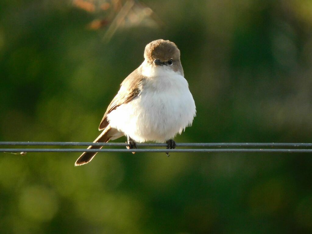 Bushveld Marico Flycatcher from Inyoni Project, Richmond, Waterberg ...