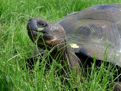 Chelonoidis niger porteri