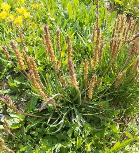 Alpine Plantain