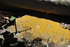 Leproplaca chrysodeta