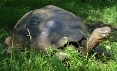 Chelonoidis niger porteri