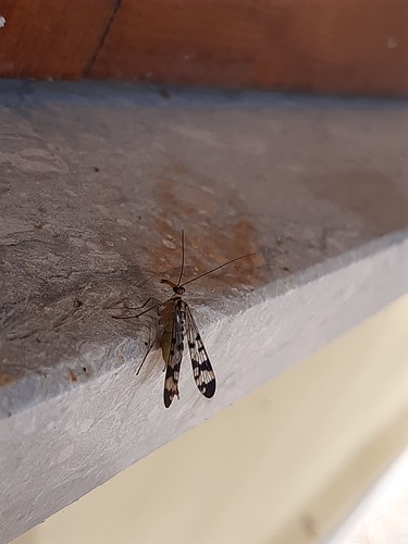 Common European Scorpionfly