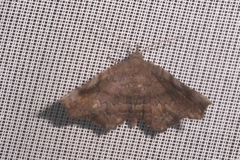 Mecodina