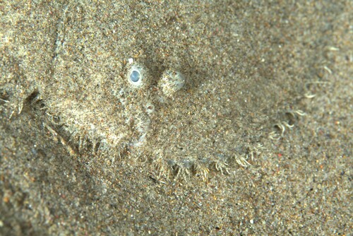Lined sole (Achirus lineatus) — Achiridae