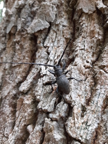 Morimus asper