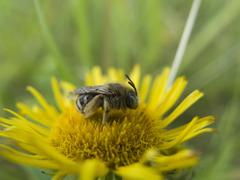 Inula