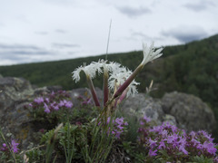 Dianthus acicularis